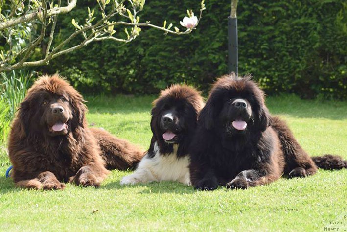 Фотография № 207881