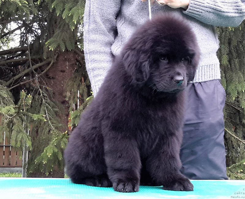 Фото: ньюфаундленд Уотертон-Лейкс Беар Нау энд Форевер Жаде (Waterton-Lakes Bear Now and Forever Zhade)