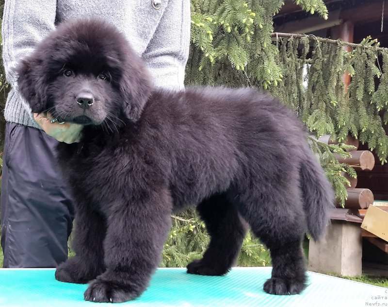 Фотография № 207888