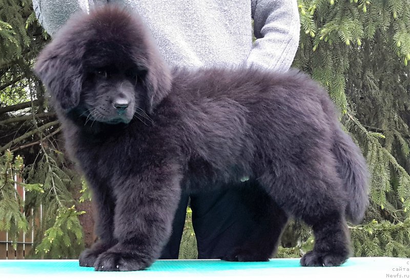 Фото: ньюфаундленд Уотертон-Лейкс Беар Нау энд Форевер Жаде (Waterton-Lakes Bear Now and Forever Zhade)