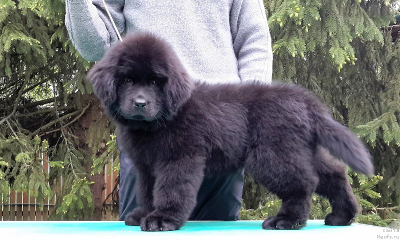 Фотография № 207891