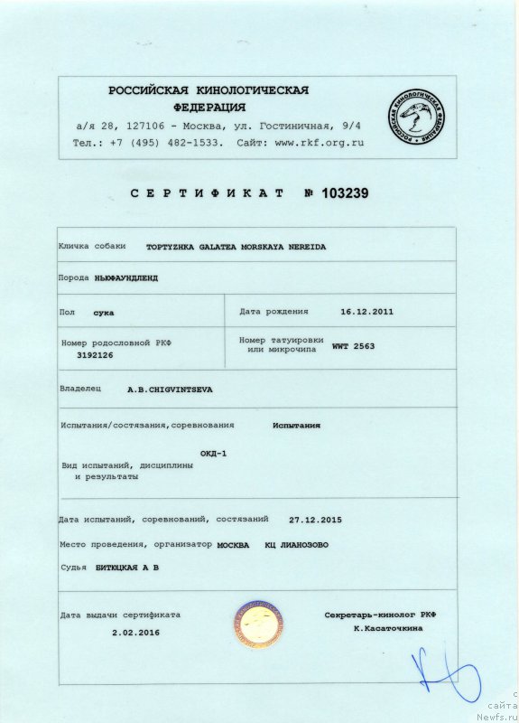 Фото: ньюфаундленд Топтыжка Галатея Морская Нереида (Toptyzhka Galatea Morskaya Nereida)