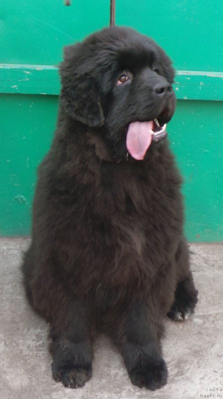 Фото: ньюфаундленд Вип Коллекшн Алания