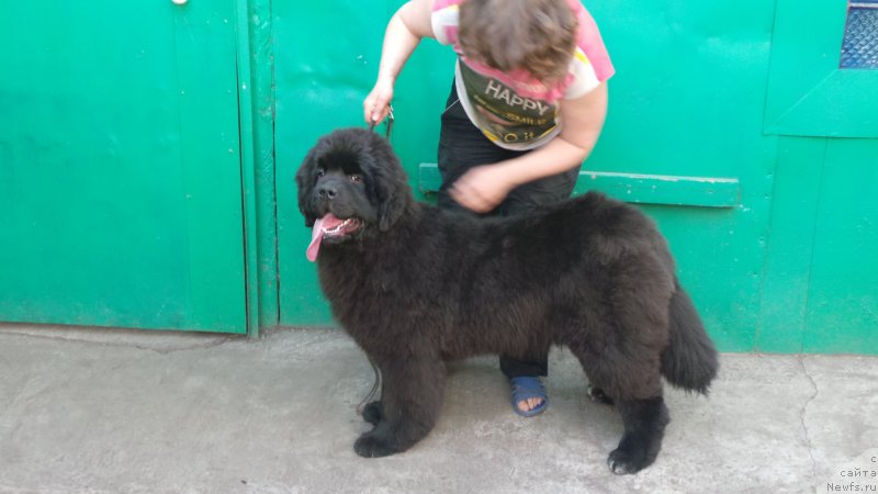 Фото: ньюфаундленд Вип Коллекшн Алания