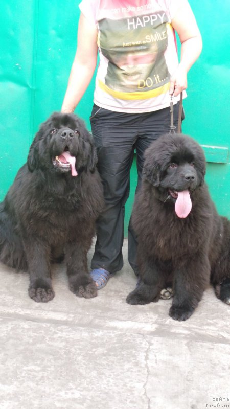 Фото: ньюфаундленд Сент Джонс Заура (Sent Djons Zaura), ньюфаундленд Вип Коллекшн Алания