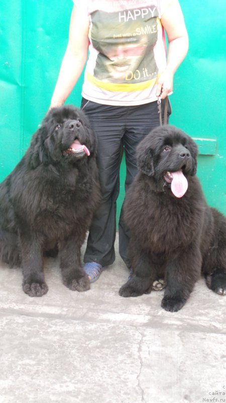 Фото: ньюфаундленд Сент Джонс Заура (Sent Djons Zaura), ньюфаундленд Вип Коллекшн Алания