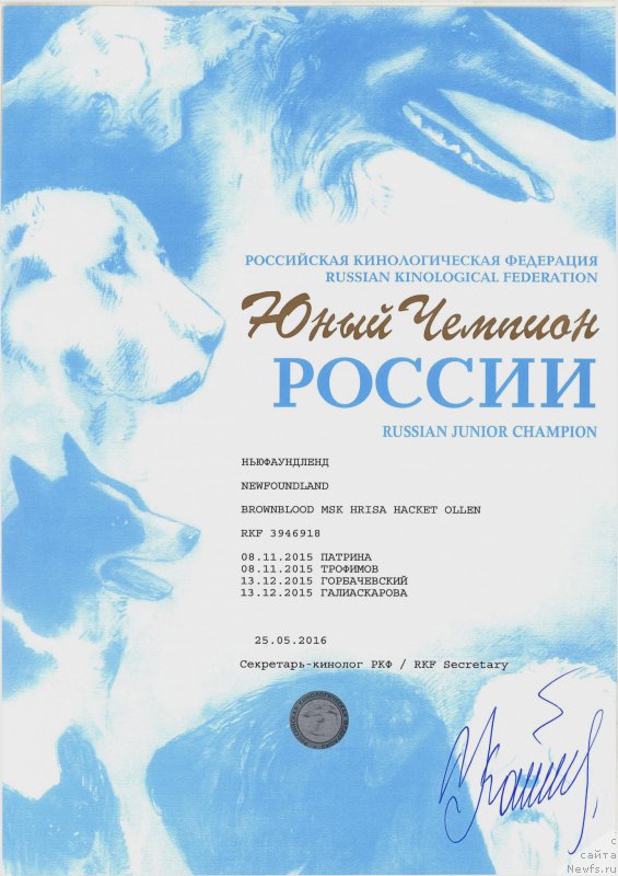 Фото: ньюфаундленд Браунблад МСК Хриса Хаккет Оллен (Brownblood MSK Hrica Hacket Ollen)