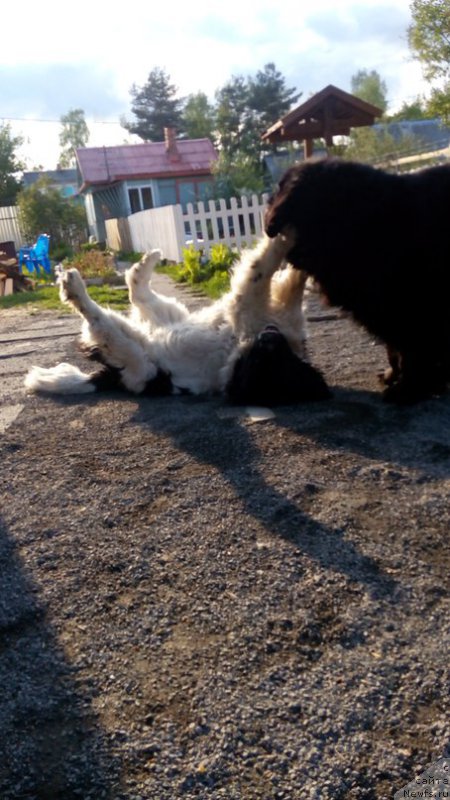 Фото: ньюфаундленд Дар Свезы Сии Энд Эдмире