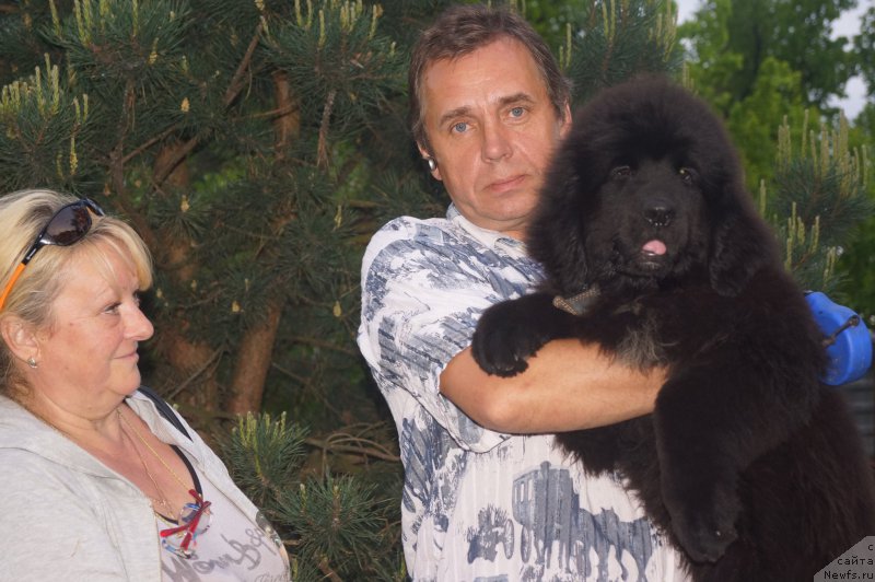 Фото: ньюфаундленд Енигматик Кингд Ангел оф Cоул (Enigmatic kingd Angel of Soul)