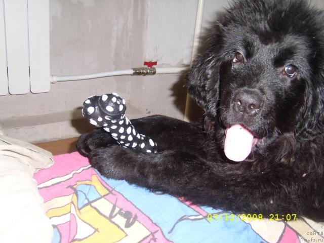 Фото: ньюфаундленд Жемчужина Сибири от Марлеон Дусвик