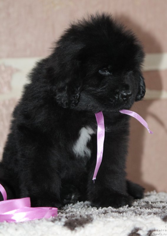 Фото: ньюфаундленд Енигматик Кингд Алпине Фловер (Enigmatic kingd Alpine Flower)