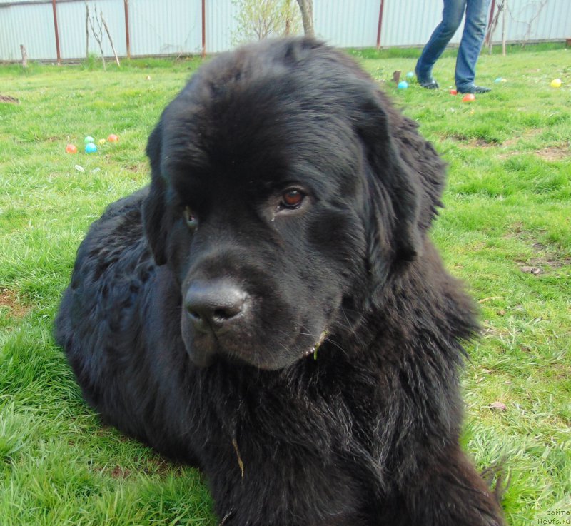 Фото: ньюфаундленд Белкондер-Клаб Бургунди Айс (Belkonder-Club Burgundy Ice)
