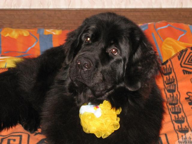 Фото: ньюфаундленд Азазель Нежный Цветок