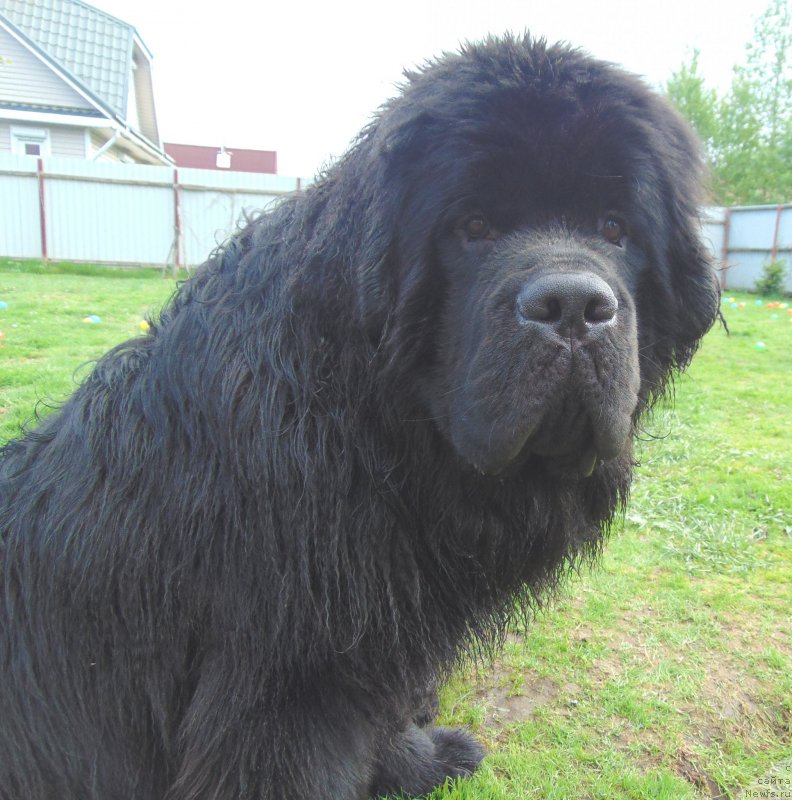 Фото: ньюфаундленд Белкондер-Клаб Якобс Монарх (Belkonder-Club Jacobs Monarch)