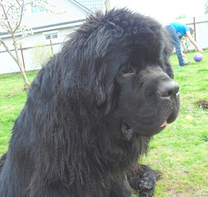 Фото: ньюфаундленд Белкондер-Клаб Якобс Монарх (Belkonder-Club Jacobs Monarch)