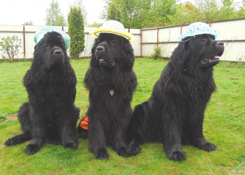 Фото: ньюфаундленд Центр Мироздания из Аркаима (Tsentr Mirozdaniya iz Arkaima), ньюфаундленд Циннамон БельФра Шармэль из Аркаима (Tsinnamon Bel' Fra Sharmel iz Arkaima), ньюфаундленд Целого Мира Мало из Аркаима (Tselogo Mira Malo iz Arkaima)