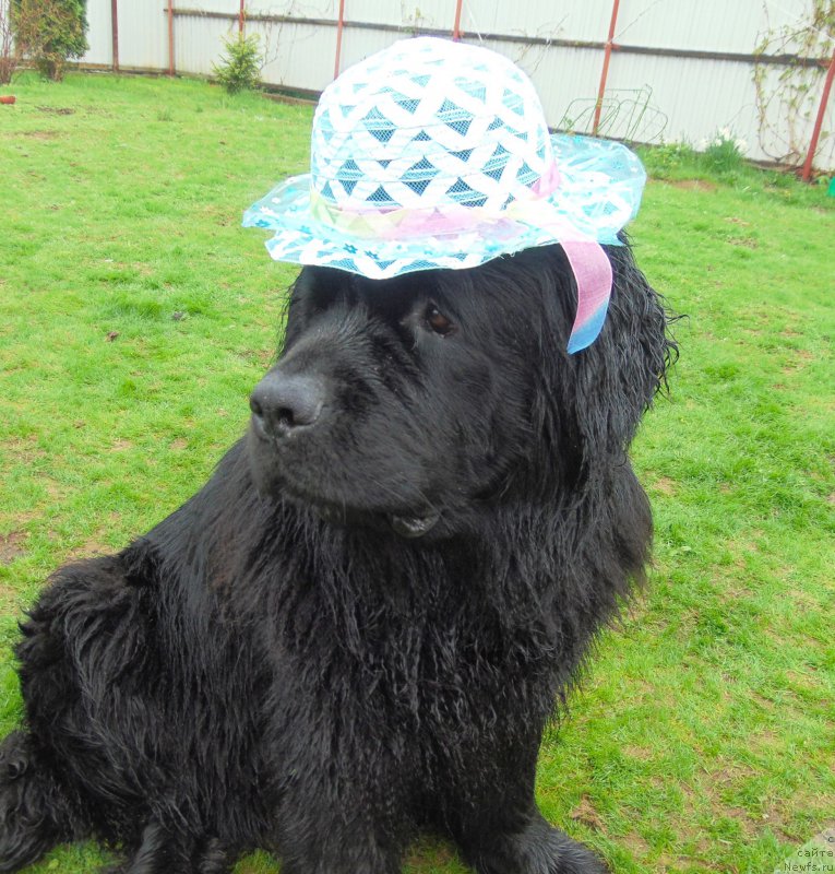 Фото: ньюфаундленд Целого Мира Мало из Аркаима (Tselogo Mira Malo iz Arkaima)