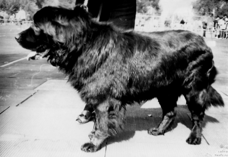 Фото: ньюфаундленд Мэргис Юджин Гай