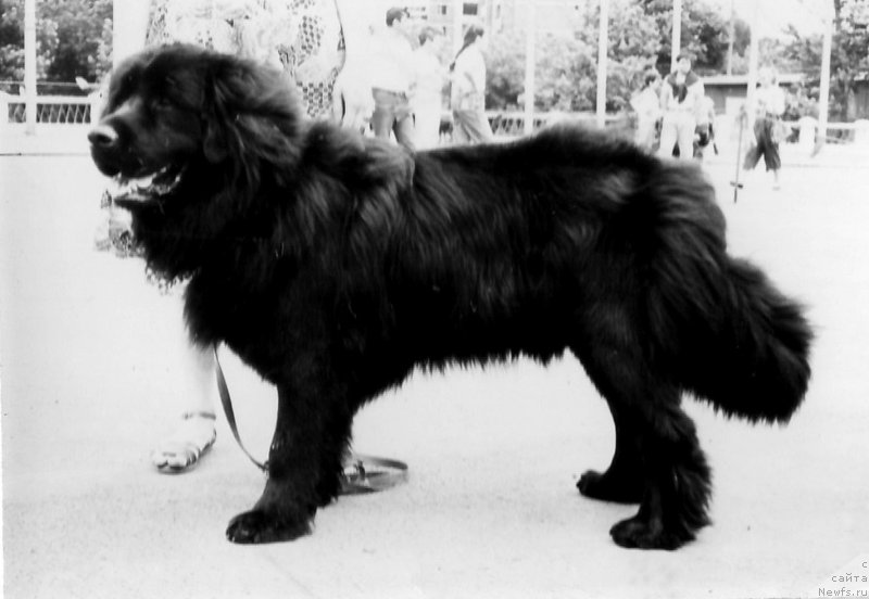 Фото: ньюфаундленд Кумир Нью Лэнд