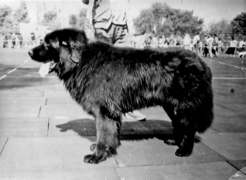 Фото: ньюфаундленд Анчар Эрис Баккар