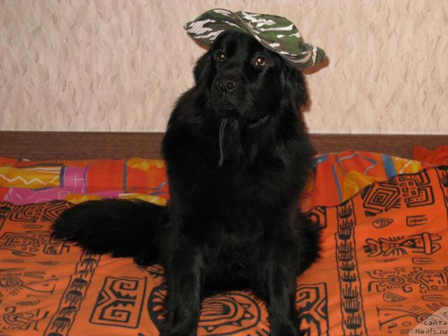 Фото: ньюфаундленд Азазель Нежный Цветок