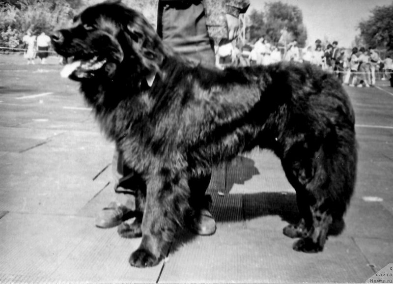 Фото: ньюфаундленд Денди Чак