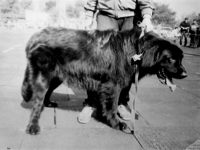 Фото: ньюфаундленд Норд