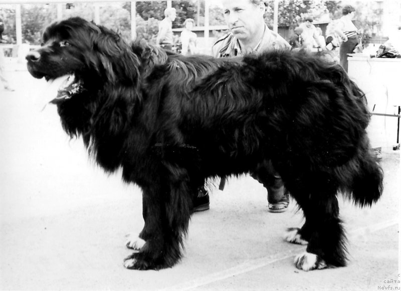 Фото: ньюфаундленд Тибул Олс