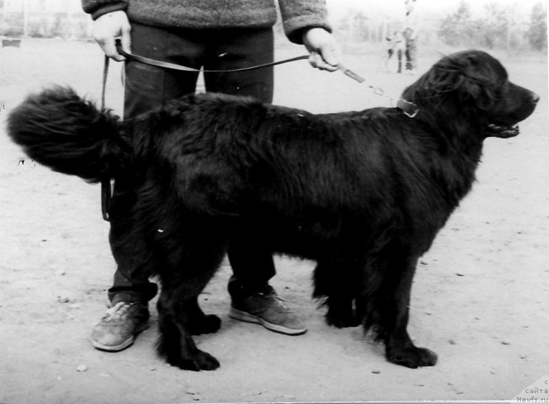 Фото: ньюфаундленд Виолетта Дони Ил