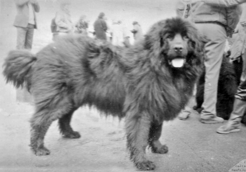 Фото: ньюфаундленд Джеральд Фелис