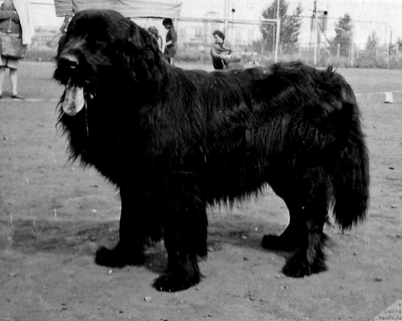 Фото: ньюфаундленд Зевс Аве