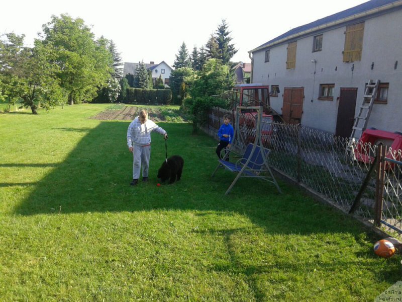 Фото: ньюфаундленд Здравица с Берега Дона (Zdravica s Berega Dona)