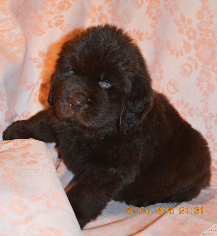 Фото: ньюфаундленд Zhdanny Syn Vialiki Miadzvedz, ньюфаундленд Джаконда