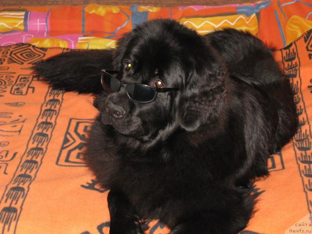 Фото: ньюфаундленд Азазель Нежный Цветок