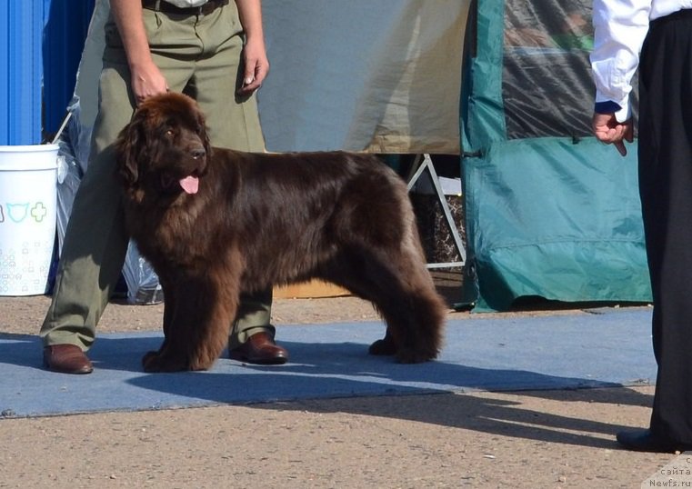 Фото: Станислав Разуваев, ньюфаундленд Армия Любви из Аркаима