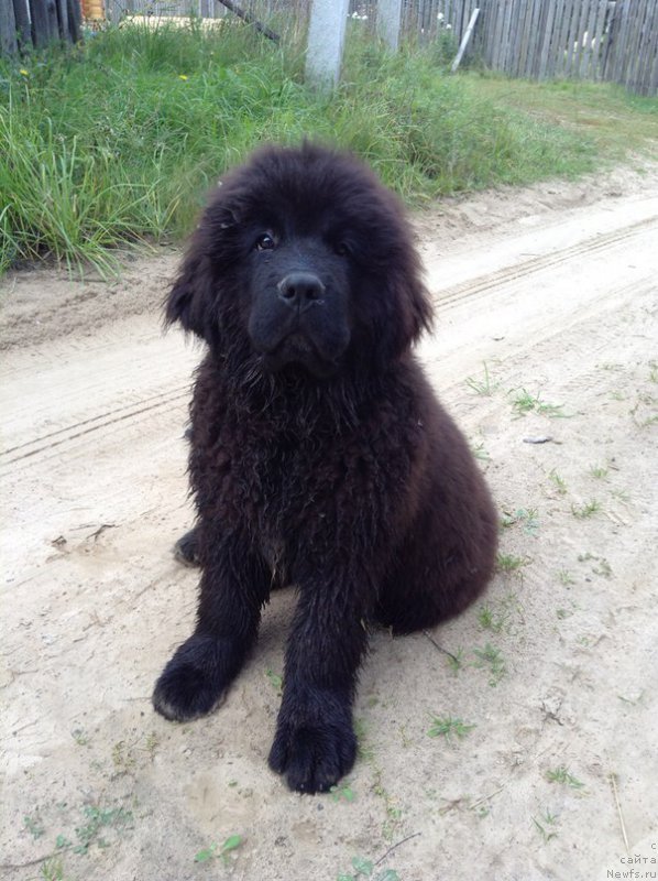 Фото: ньюфаундленд Злато Волмари Босс