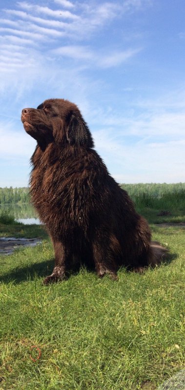 Фото: ньюфаундленд Браунблад МСК Жанара Хайя (Brownblood MSK Zhanara Haya)