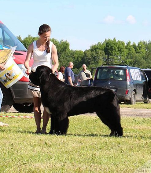 Фото: ньюфаундленд Бегущая по Волнам Чарт Топпер (Beguschaya po Volnam Сhart Topper)