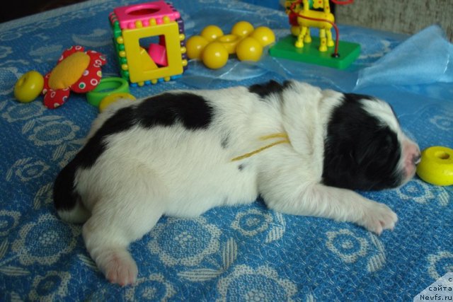 Фото: ньюфаундленд Маг Исполин Морская Жемчужина