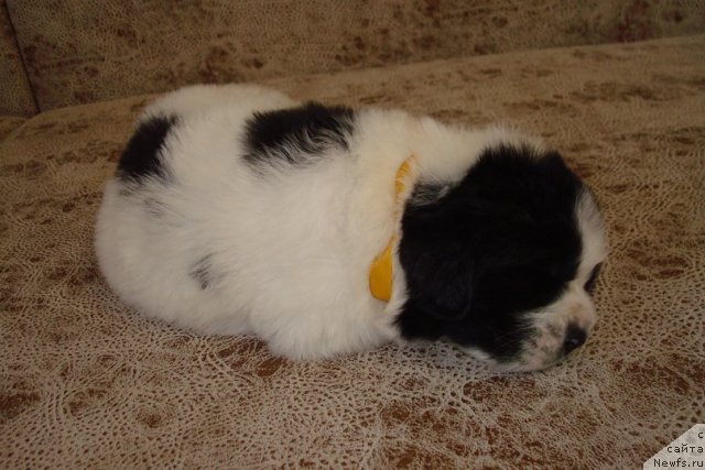 Фото: ньюфаундленд Маг Исполин Морская Жемчужина