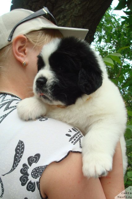 Фото: ньюфаундленд Маг Исполин Морская Жемчужина