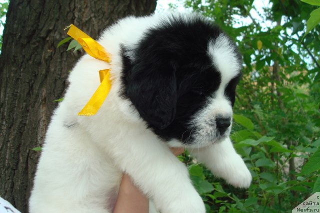 Фото: ньюфаундленд Маг Исполин Морская Жемчужина