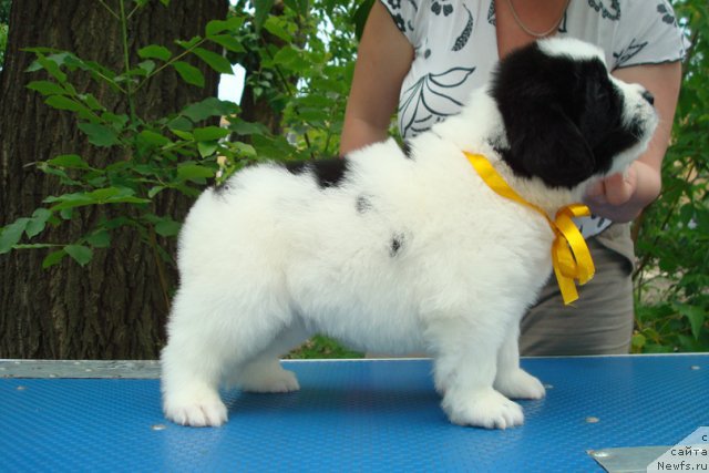 Фото: ньюфаундленд Маг Исполин Морская Жемчужина