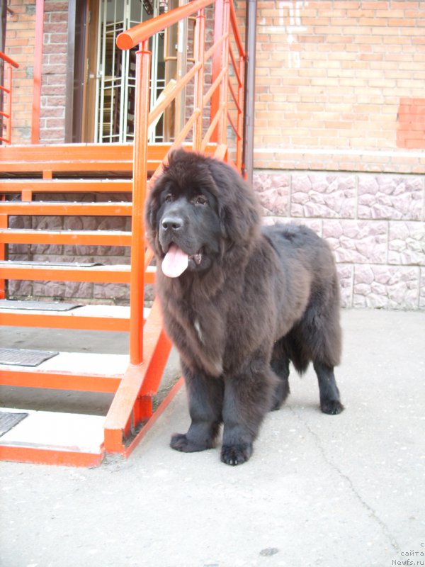 Фото: ньюфаундленд Экселент Бьюти