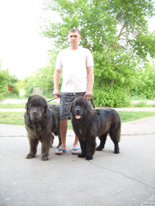 Фото: ньюфаундленд Аквамариновая Красотка для Марлеон, ньюфаундленд Экселент Бьюти