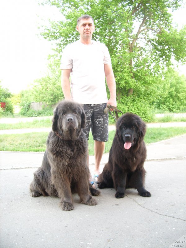 Фото: ньюфаундленд Аквамариновая Красотка для Марлеон, ньюфаундленд Экселент Бьюти