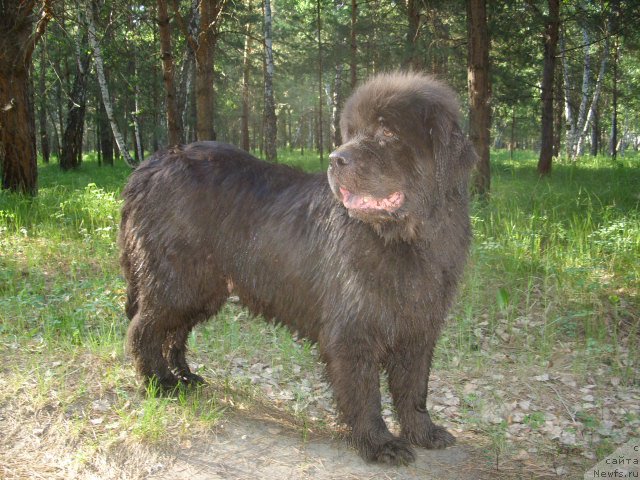 Фото: ньюфаундленд Аквамариновая Красотка для Марлеон