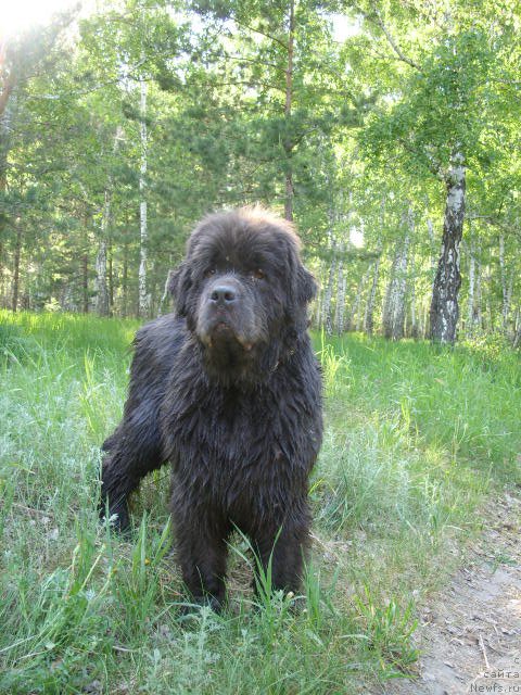Фото: ньюфаундленд Аквамариновая Красотка для Марлеон