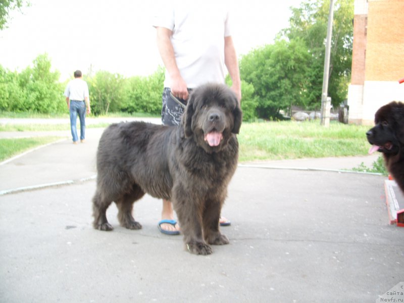 Фото: ньюфаундленд Аквамариновая Красотка для Марлеон