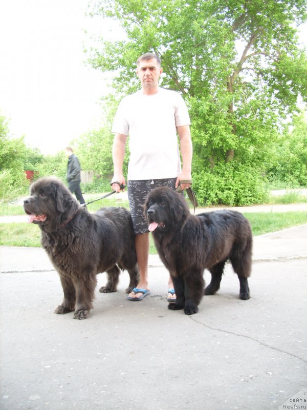 Фото: ньюфаундленд Аквамариновая Красотка для Марлеон